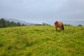 Horse on lush green meadow against grey sky and foggy mountains. Ukraine. Royalty Free Stock Photo