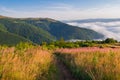 Summer mountain landscape with purple flowers and sea of fog Royalty Free Stock Photo