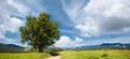 Summer mountain panorama with country road and lonely big tree Carpathian, Ukraine Royalty Free Stock Photo