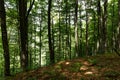 Summer mountain`s beech forest. Sunny day Royalty Free Stock Photo