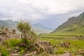 Summer mountains with tree. Altai green landscape Royalty Free Stock Photo