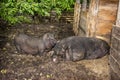 In the summer in the mud in the barn are two large pigs Royalty Free Stock Photo