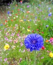 Summer multi coloured meadow small garden flowers plants