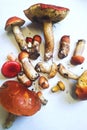 Summer mushrooms Boletus edulis on a white background. Cooking delicious organic mushrooms. Gourmet food