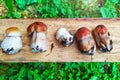 Summer mushrooms Boletus edulis on a wooden Board lying on the grass. Cooking delicious organic mushrooms. The food is gourmet