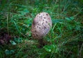 Summer mushrooms of central Russia