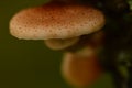 Summer mushrooms honey agarics on a tree in the sunlight of the morning sun