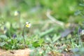 Summer natural background with beauty bokeh, pansy