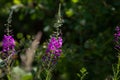 Summer natural: beautiful purple Ivan-tea flowers on a dark green grass backround Royalty Free Stock Photo