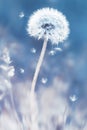 Summer natural floral background. White dandelions and seeds on a blue and pink background. Soft focus. Royalty Free Stock Photo