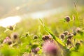 Summer Natural Green Blurred Background, Clover Flowers with bokeh and sunlight. Field after rain Royalty Free Stock Photo