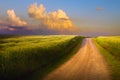 Summer natural landscape. Dirt road through a green wheat field. Sunrise over the field