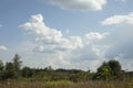 Summer natural landscape. Large field. Clouds over forest