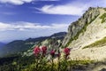 Summer natural scenery of Mount Rainier Sunrise and Paradise. Royalty Free Stock Photo