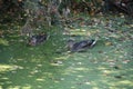 Still life with wild ducks in a pond