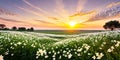 Summer nature background with blooming white flowers and fly butterfly against sunrise sunlight Royalty Free Stock Photo