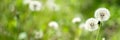 Summer nature background with green meadow grass and white dandelion flowers at sunny day, floral spring texture with soft Royalty Free Stock Photo