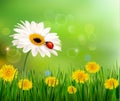 Summer nature background with ladybug on white flo