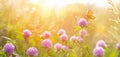 summer nature background with wildflower and butterfly against sunset sky. beautiful summer banner