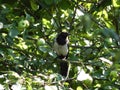 A bird of forty is sitting on a branch of an apple tree