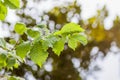 Summer nature details. Green grass and foliage in wet place near the wild lake in the forest Royalty Free Stock Photo