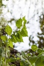 Summer nature details. Green grass and foliage in wet place near the wild lake in the forest Royalty Free Stock Photo