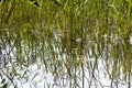 Summer nature details. Green grass and foliage in wet place near the wild lake in the forest Royalty Free Stock Photo