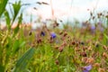 Summer, nature, ecology concept with blue-purple violet petal flower meadow geranium close up view on natural background Royalty Free Stock Photo