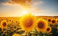 Summer nature farming landscape sunflower meadow sun field sunlight agriculture flower yellow oil Royalty Free Stock Photo