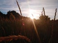 Summer nature. field. sun rays at sunset