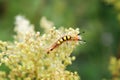 Caterpillar on plant