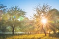 Summer nature landscape in blossoming apple garden. Bright sun backlight through trees in orchard