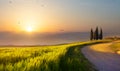 Summer nature landscape Countryside at sunset. Dirt road through a green wheat field. Sunset over the field Royalty Free Stock Photo