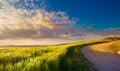Summer nature landscape. Dirt road through a green wheat field.  Sunset over the field Royalty Free Stock Photo
