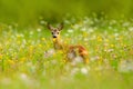 Summer in the nature. Roe deer, Capreolus capreolus, chewing green leaves, beautiful blooming meadow with many white and yellow fl