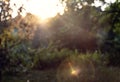 Summer nature at sunset. Midges swarm over grass in front of the sun.