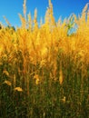 Tall grass with spikelets with blue sky