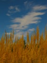 Tall grass with spikelets with blue sky