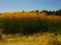 Tall grass with spikelets with blue sky