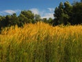 Tall grass with spikelets with blue sky