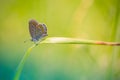 Summer nature view of a beautiful butterfly with colorful meadow background Royalty Free Stock Photo