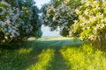 Summer nature. Vivid sunny morning. Flowering lilac bushes early