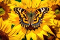 Summer nature yellow butterfly closeup orange flower garden green insect beauty macro Royalty Free Stock Photo