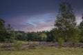 Summer in North Limburg, landscape with green forest and moorland in late August, Netherlands. Maasduinen