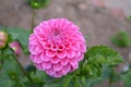 Summer in Nova Scotia: Closeup of Pink Dahlia Ball Flower Royalty Free Stock Photo