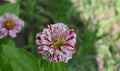 Summer in Nova Scotia: Closeup of Zinnia Flower