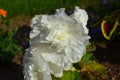 Summer in Nova Scotia: Closeup of White Peony Flower