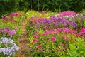 Garden with many colorful varieties of blooming phlox