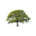 Summer Oak Tree Abstract Royalty Free Stock Photo