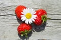 Summer objects - daisy and strawberries